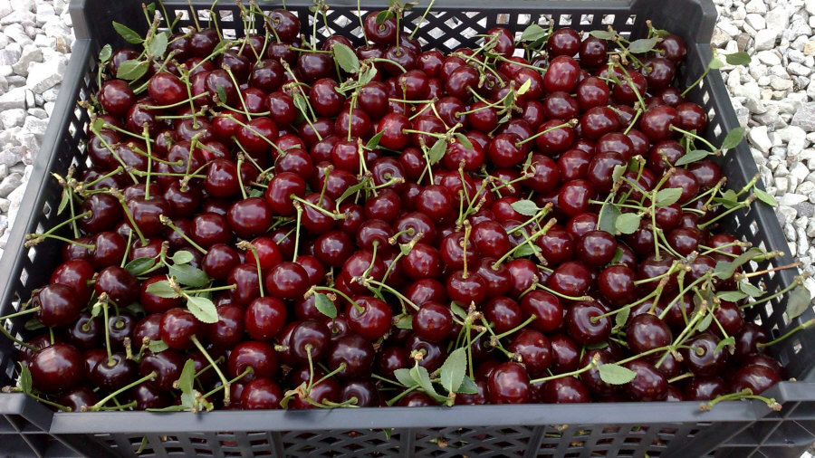 Exportateur polonais de fruits, pommes, poires, prunes, cerises, vente en gros Pologne 01