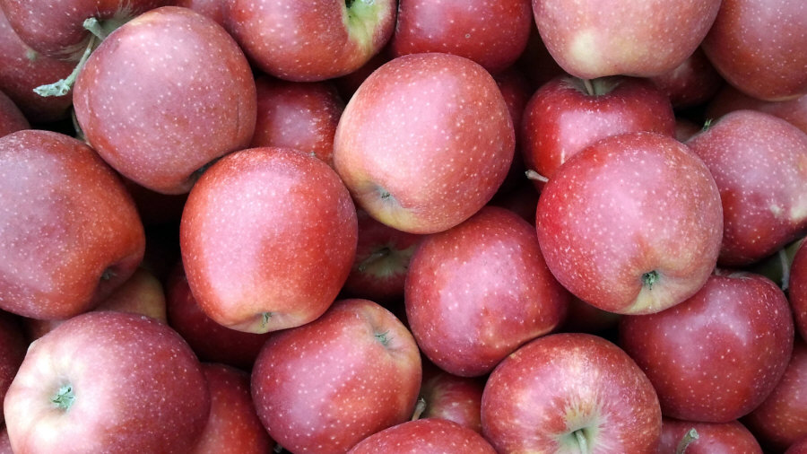 Exportateur polonais de fruits, pommes, poires, prunes, cerises, vente en gros Pologne 02