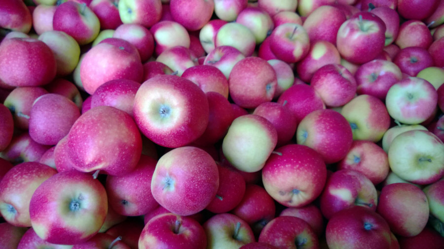 Exportateur polonais de fruits, pommes, poires, prunes, cerises, vente en gros Pologne 02