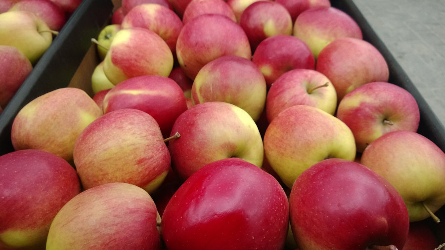 Exportateur polonais de fruits, pommes, poires, prunes, cerises, vente en gros Pologne 02