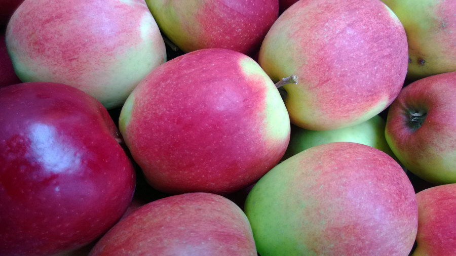 Exportateur polonais de fruits, pommes, poires, prunes, cerises, vente en gros Pologne 01