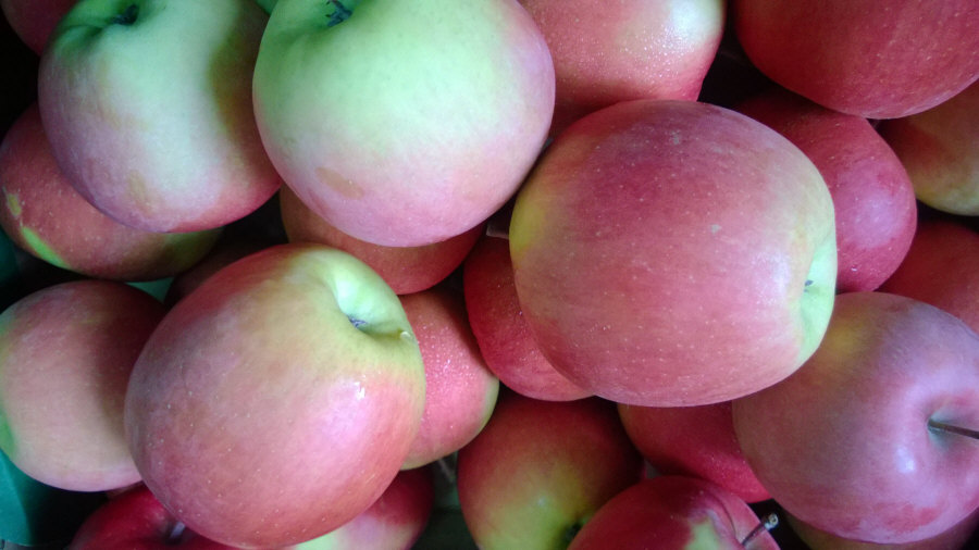 Exportateur polonais de fruits, pommes, poires, prunes, cerises, vente en gros Pologne 02