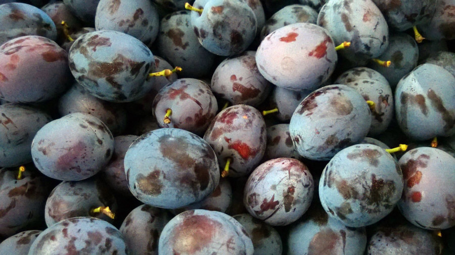 Exportateur polonais de fruits, pommes, poires, prunes, cerises, vente en gros Pologne 02
