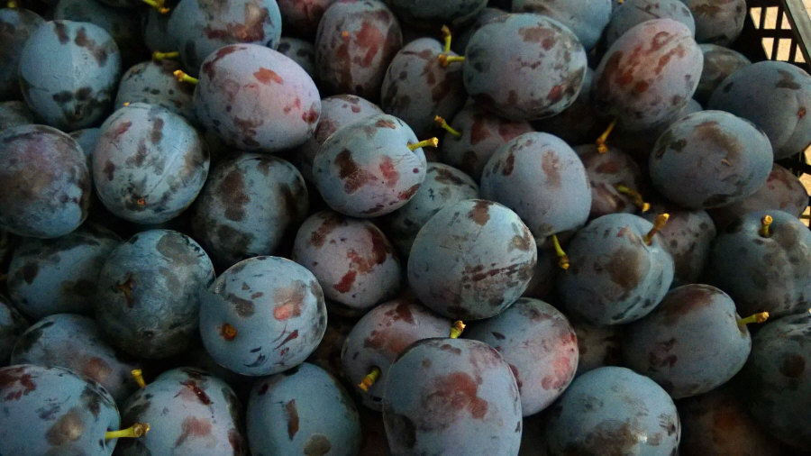 Exportateur polonais de fruits, pommes, poires, prunes, cerises, vente en gros Pologne 01