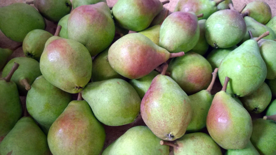 Exportateur polonais de fruits, pommes, poires, prunes, cerises, vente en gros Pologne 01