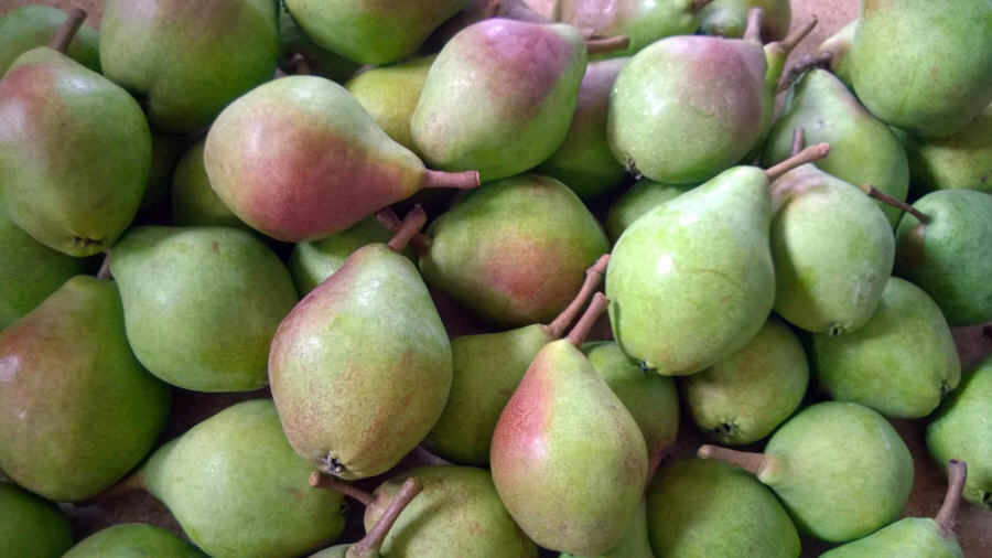 Exportateur polonais de fruits, pommes, poires, prunes, cerises, vente en gros Pologne 01