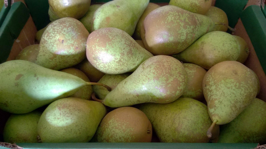 Exportateur polonais de fruits, pommes, poires, prunes, cerises, vente en gros Pologne 01