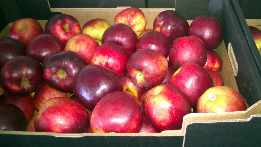 Exportateur polonais de fruits, pommes, poires, prunes, cerises, vente en gros Pologne 01