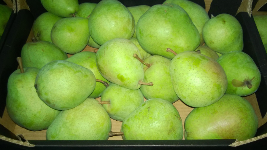 Exportateur polonais de fruits, pommes, poires, prunes, cerises, vente en gros Pologne 01